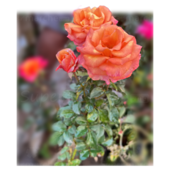 Rose 1 tige Couleur au choix | fleur en terre prêt à planter