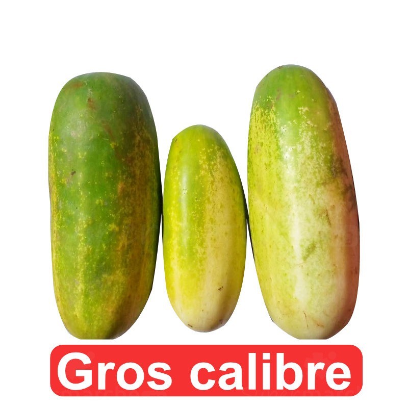 Concombres 1kg | Gros Calibre