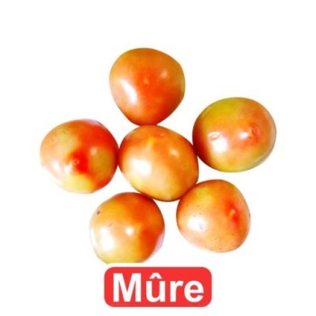 Tomates rondes mûres 1kg | Gros Calibre | A consommer le jour même