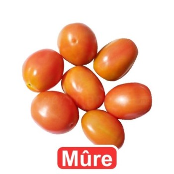Tomates allongées mûres 1kg | Gros Calibre | A consommer le jours même