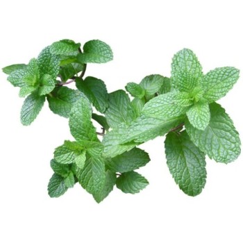 Menthe verte fraîche 50g