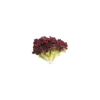 Salade Rouge 8 kg