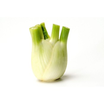 Fenouille 1pièce